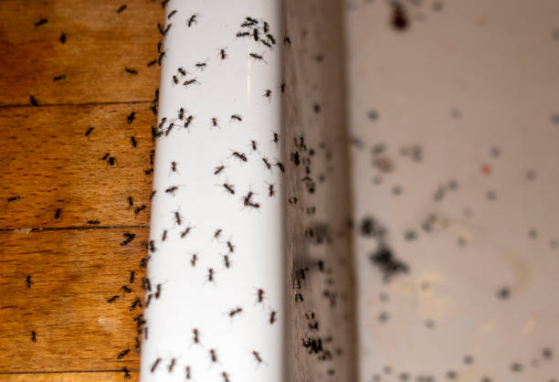 Best Pest Control Near Me  in Hampshire, IL