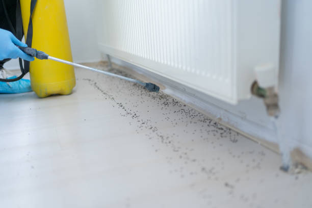 Wasp Removal Services in Hampshire, IL